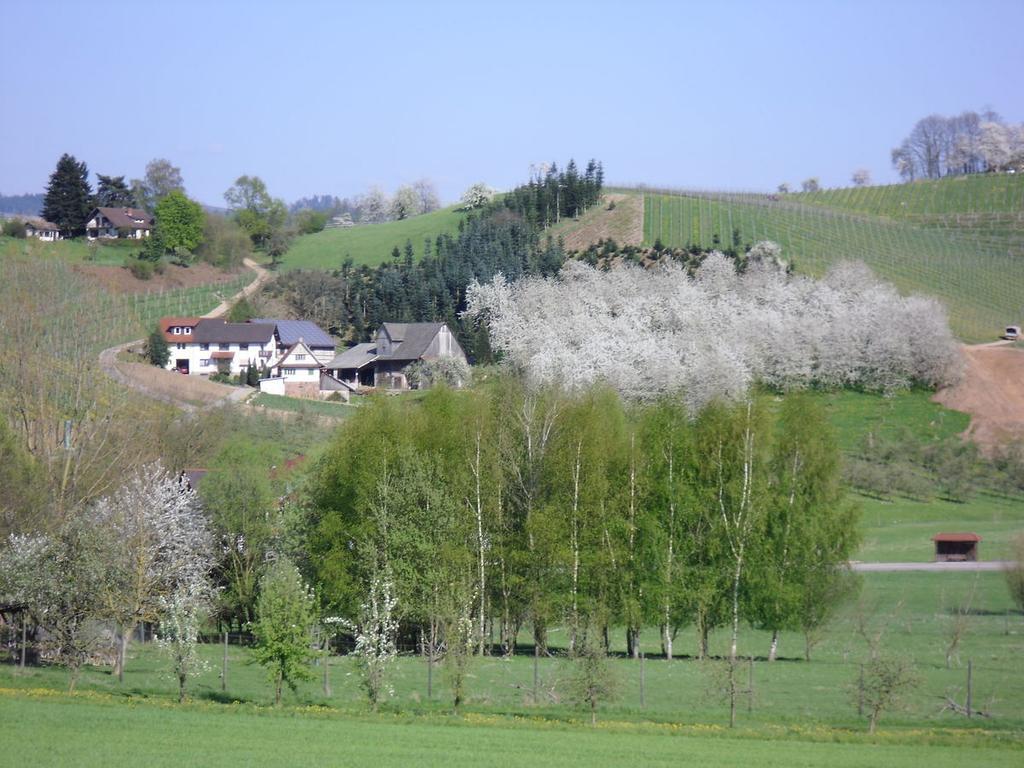 Ferienwohnung Am Weinberg Oberkirch  Eksteriør billede